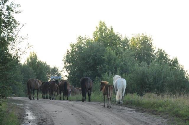 поселок Койнас дорога Большая Пысса - Усть-Кыма