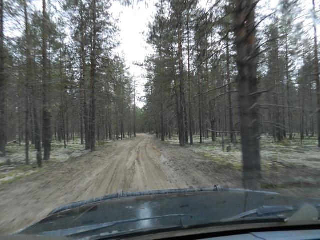 дорога Северный - Осяткино - Красная Архангельская область