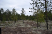 arkhangelskaya-2013__706