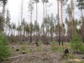 arkhangelskaya-2013__696