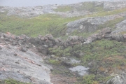 kola-2012__220