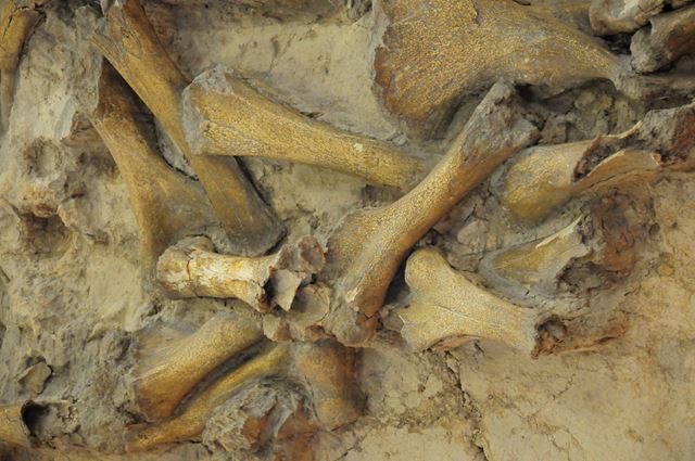 археологический музей костёнки