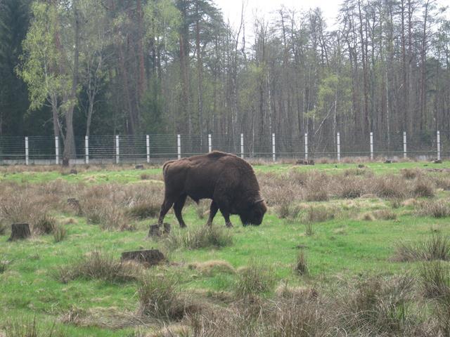 Беловежская пуща