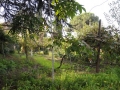 Огород в центре Рима