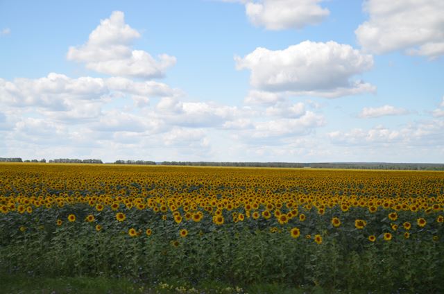 Подсолнухи